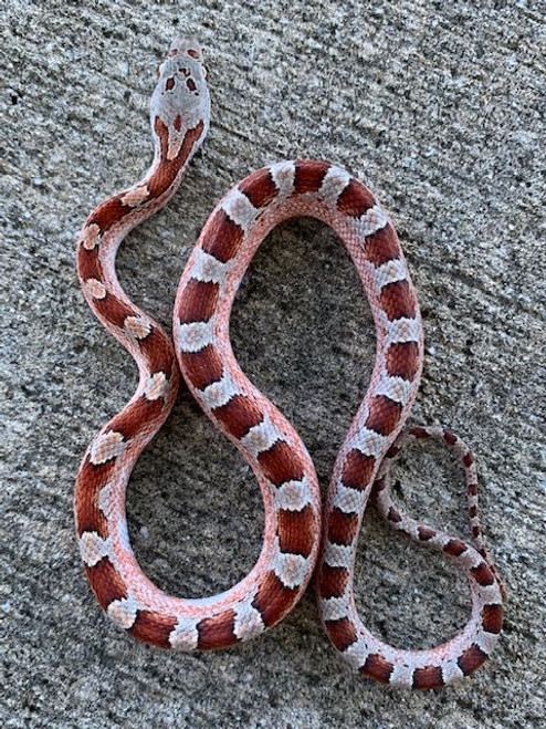 Pied Sided Blood Red Corn Snake Pied Sided Blood Red Corn Snake