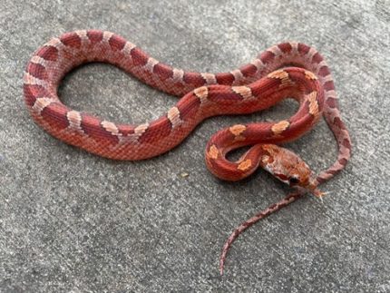 Blood Red Corn Snake for sale