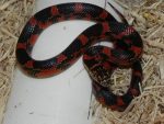 Blotched Goins Kingsnakes for sale