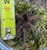 Amazon Blue Bloom Tarantula for sale ( Xenethis intermedia)
