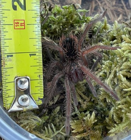 Amazon Blue Bloom Tarantula for sale ( Xenethis intermedia)