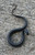 Florida Blue Garter Snake for sale