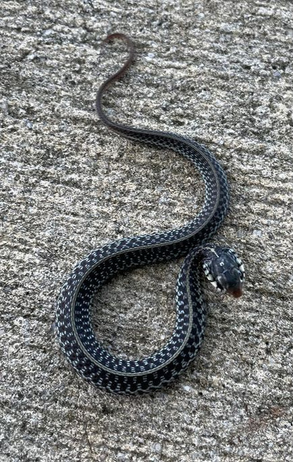 Florida Blue Garter Snake for sale