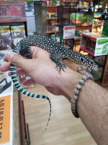 Blue Tail Monitors for sale | Snakes at Sunset