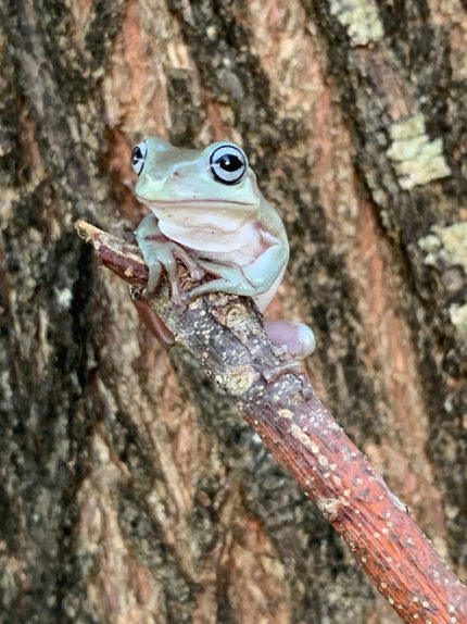 Blue Eye Whites Tree Frog (Blue Eye Dumpy) for sale