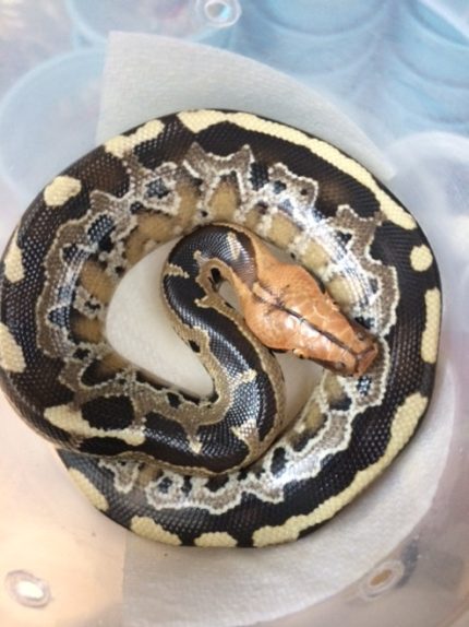 Borneo Blood Pythons for sale
