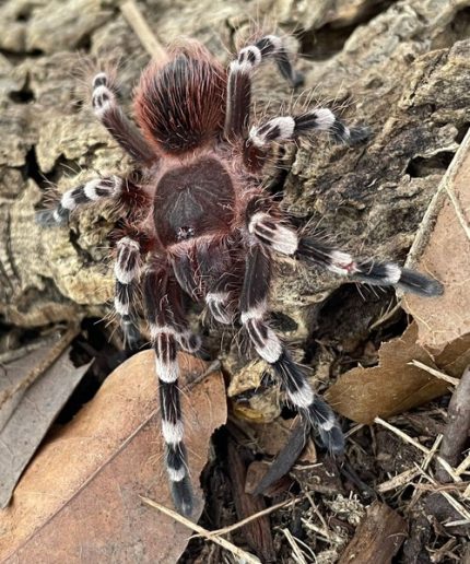 Brazilian White Knee Tarantula for sale (Acanthoscuria geniculata)