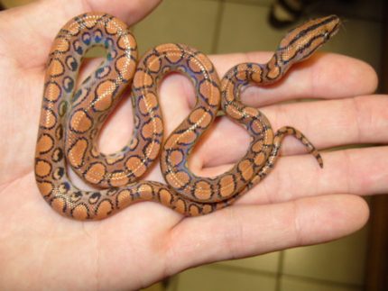 Brazilian Rainbow Boa for sale