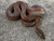 Brown House Snake for sale