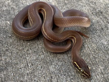 Brown House Snake for sale