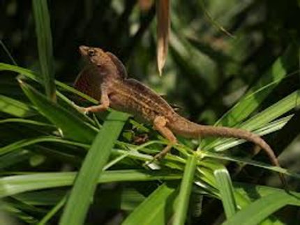 Brown Anoles for sale