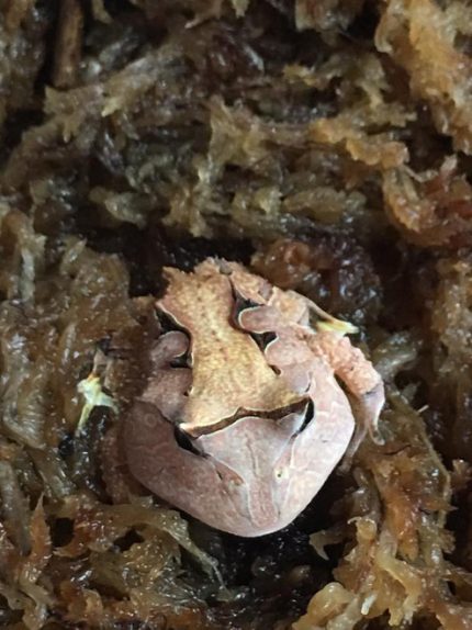 Suriname Horn Frog Baby Brown | Snakes at Sunset