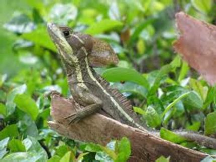 Brown Basilisks for sale (Basiliscus vittatus)