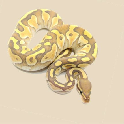 Butter Ghost Ball Python for sale