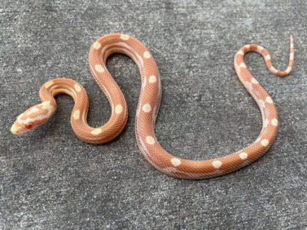 Butter Motley Corn SNake for sale