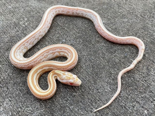 Butter Tessera Corn Snake for sale | Snakes at Sunset Butter Tessera Corn Snake for sale | Snakes at Sunset