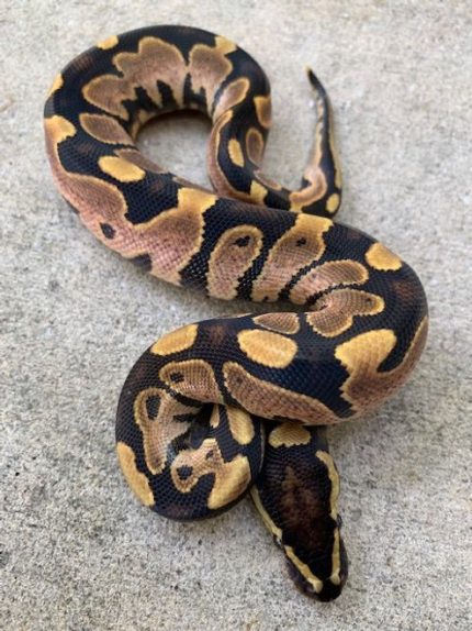 Calico Ball Python for sale