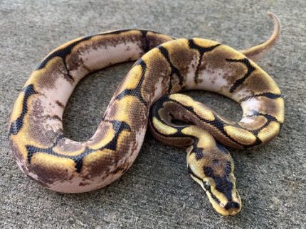 Calico Spider Ball Python for sale