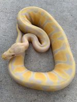 Candy Ball Python for sale