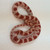 Candy Cane Corn Snake for sale