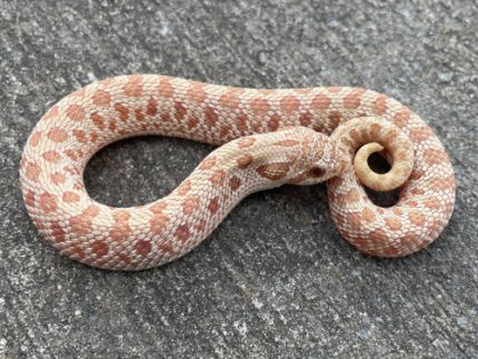 Caramel Western Hognose for sale