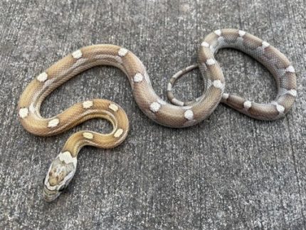 Caramel Motley Corn Snake for sale