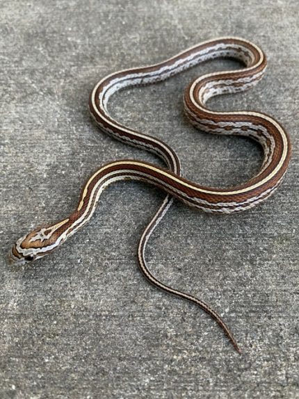 Caramel Tessera Corn Snake for sale | Snakes at Sunset