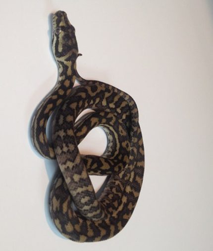Coastal Carpet Python for sale