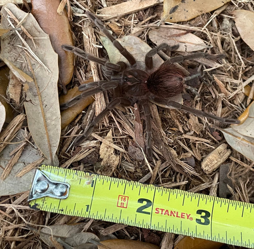 Cascada Bird Eater Tarantula for sale (Pamphobeteus sp. “Cascada” ) Cascada Bird Eater Tarantula for sale (Pamphobeteus sp. “Cascada” )