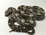 Cay Caulker Boa Constrictors for sale | Snakes at Sunset