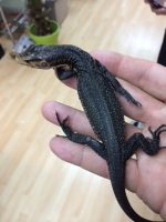 OBI  Water Monitor for sale