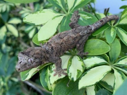 Chahoua Geckos for sale