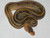 Champagne Ball Pythons for sale