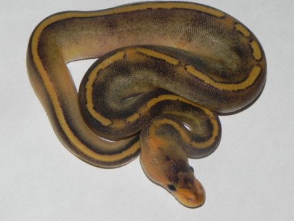Champagne Ball Pythons for sale