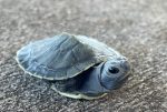 Charcoal Red Ear Slider for sale