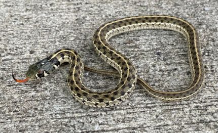 Garter Snake for sale