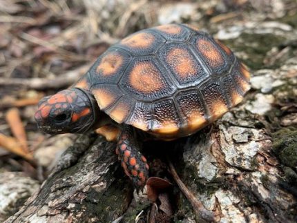 Cherry Head Red Foot Tortoise for sale (Chelonoidis carbonaria) BABY