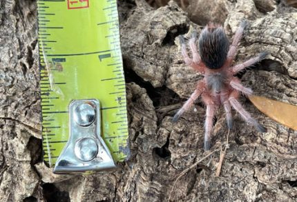 Chilean Rose Hair Taranutla for sale (Grammastola rosea)
