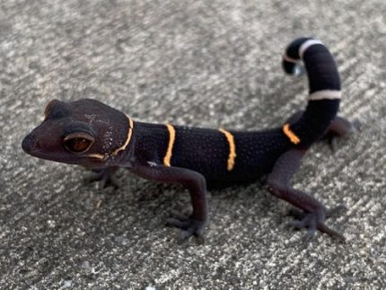 Chinese Cave Gecko for sale (Goniurosaurus hainanensis)