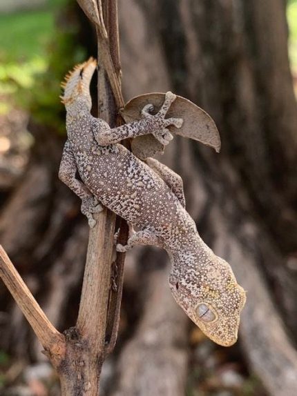 northern spiny-tailed gecko (Strophurus ciliaris) for sale