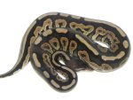 Cinnamon Ball python for sale | Snakes at Sunset