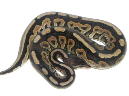 Cinnamon Ball python for sale | Snakes at Sunset