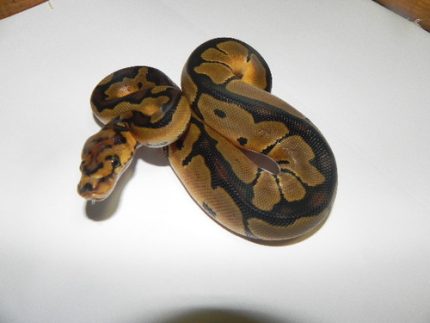 Clown Ball Pythons for sale
