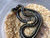Coastal Striped California King Snake for sale | Snakes at Sunset