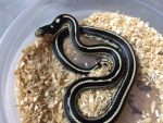Coastal Striped California King Snake for sale | Snakes at Sunset