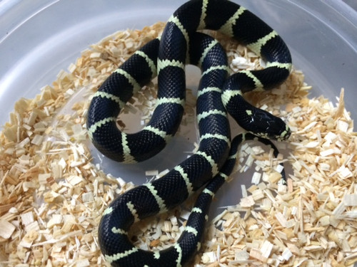 Coastal Banded California King Snakes for sale | Snakes at Sunset Coastal Banded California King Snakes for sale | Snakes at Sunset