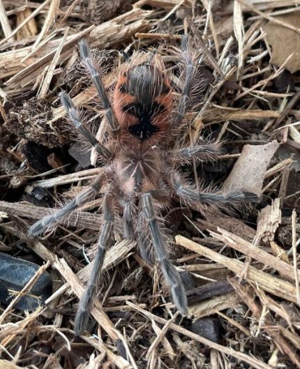 Colombian Purple Bloom Tarantula for sale  ( Pamphobeteus machala )