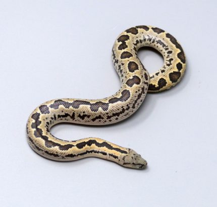 Rough Scale Sand Boa for sale ( Eryx conicus)