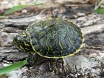 Peninsula Cooter turtle for sale