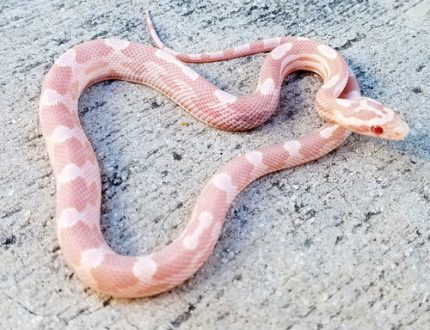 Coral Snow Corn Snake